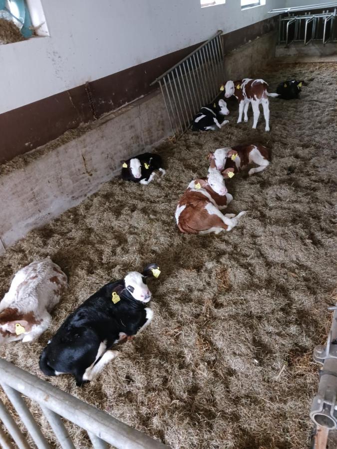 Ferienwohnung Eder Hochfilzen Exteriör bild